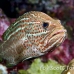 grouper_slender_db_h_0705_png2170.jpg
